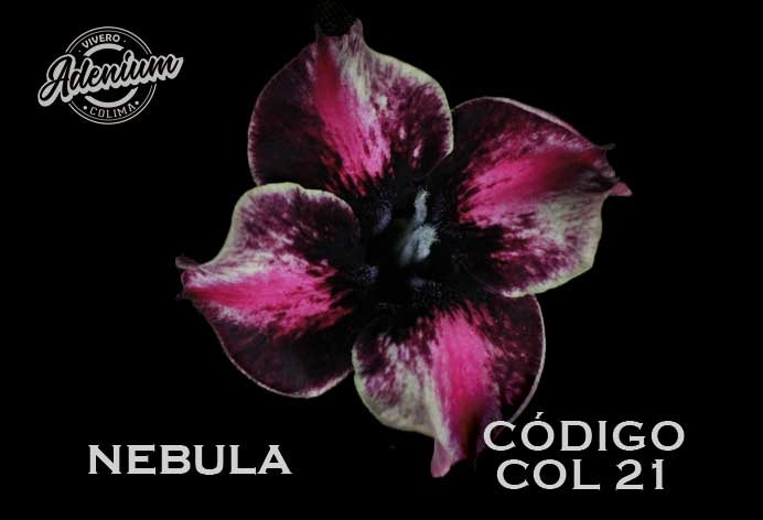 COL/21 NEBULA PREMIUM